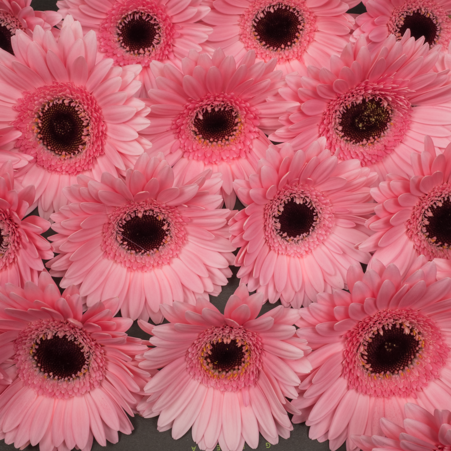 Germini dunkel rosa Petticoat