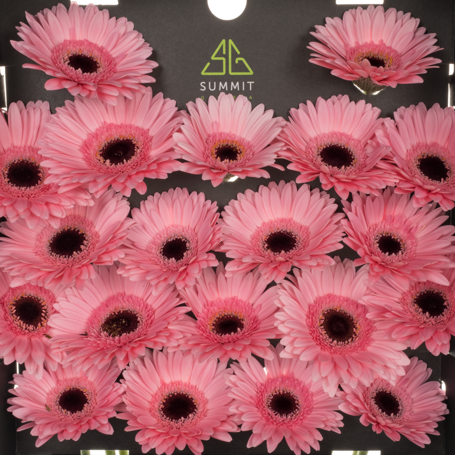 Germini dunkel rosa Petticoat
