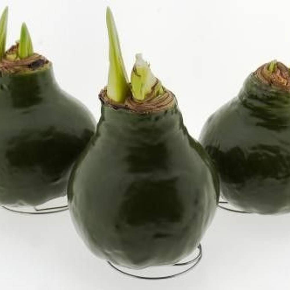 Amar.Bol Wachs Basic Pine grün rote Bl. 32cm H015