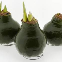 Amar.Bol Wachs Basic Pine grün rote Bl. 32cm H015