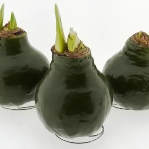 Amar.Bol Wachs Basic Pine grün rote Bl. 32cm H015