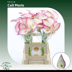 Calla hell rosa/creme Mario 65cm
