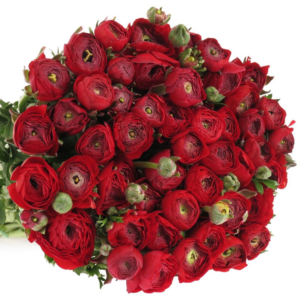 Ranunkel rot Elegance Italien Extra 40cm