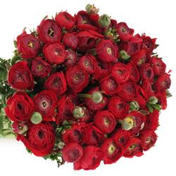Ranunkel rot Elegance Italien Extra 40cm