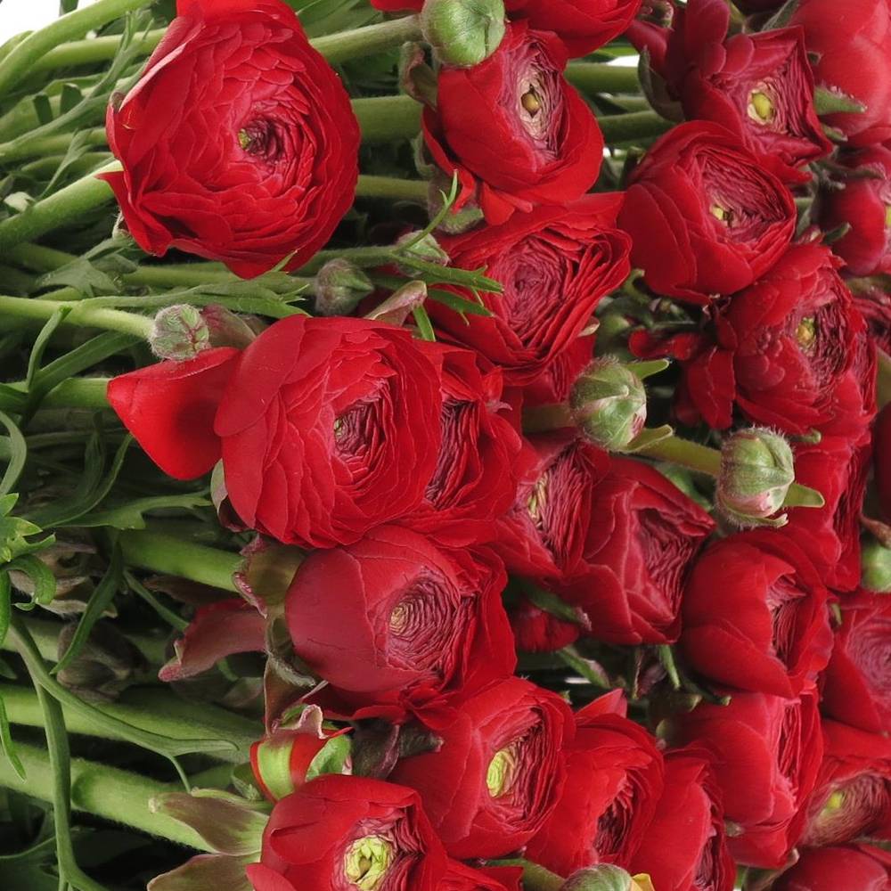 Ranunkel rot Elegance Italien Extra 40cm