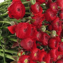 Ranunkel rot Elegance Italien Extra 40cm