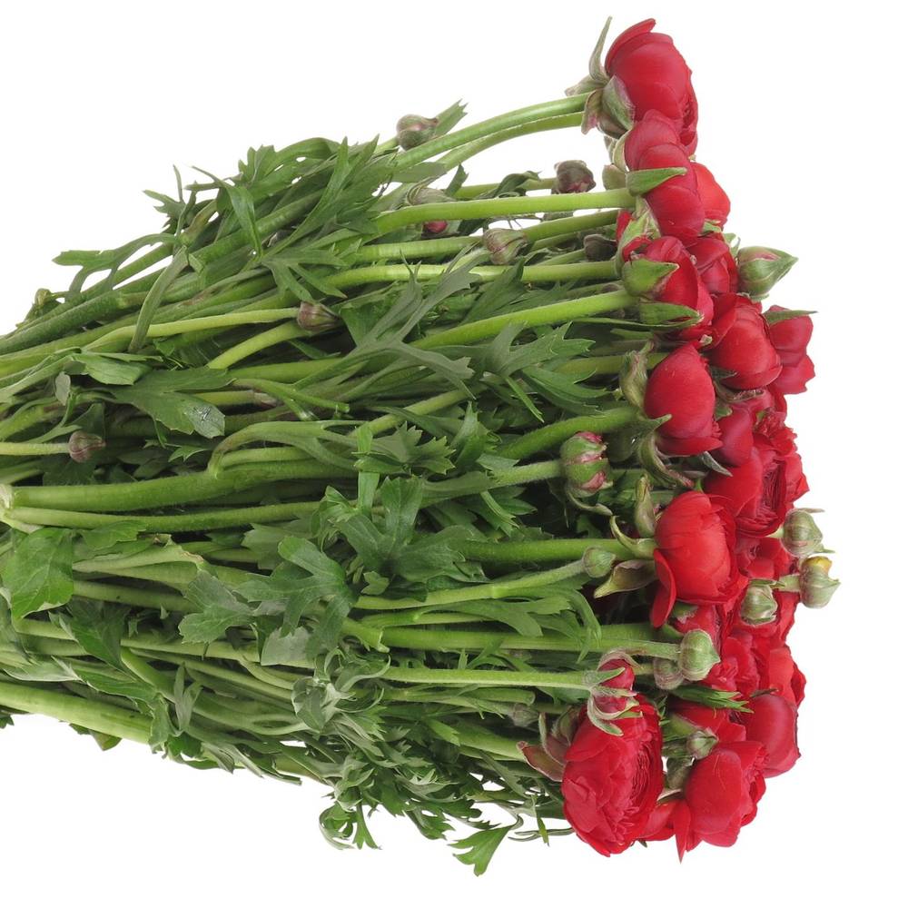 Ranunkel rot Elegance Italien Extra 40cm