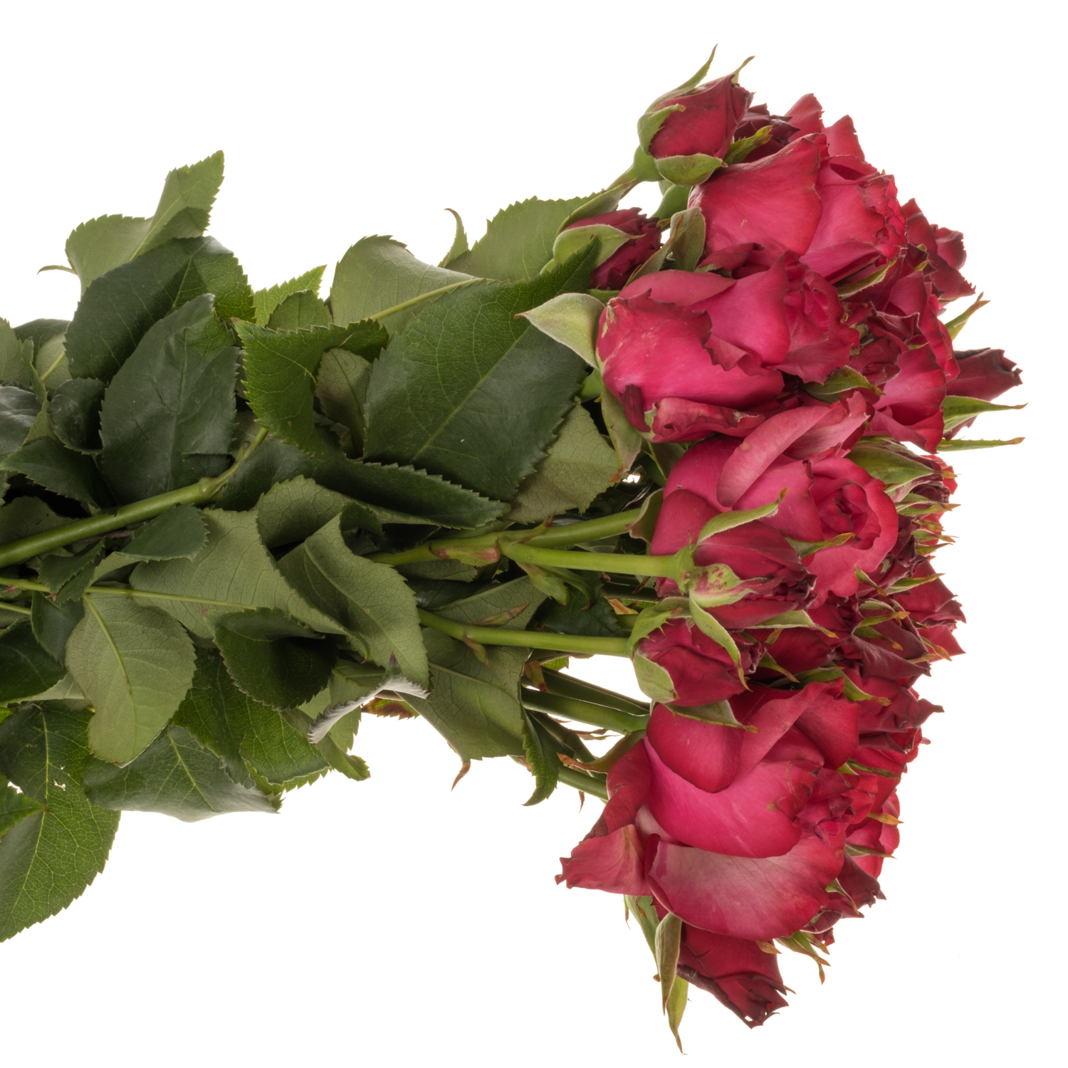 Rose verzweigt dunkel rosa/fuchsia Lola 40cm
