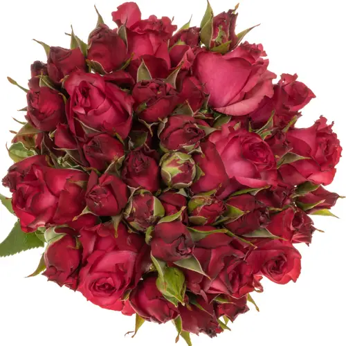 Rose verzweigt dunkel rosa/fuchsia Lola 40cm