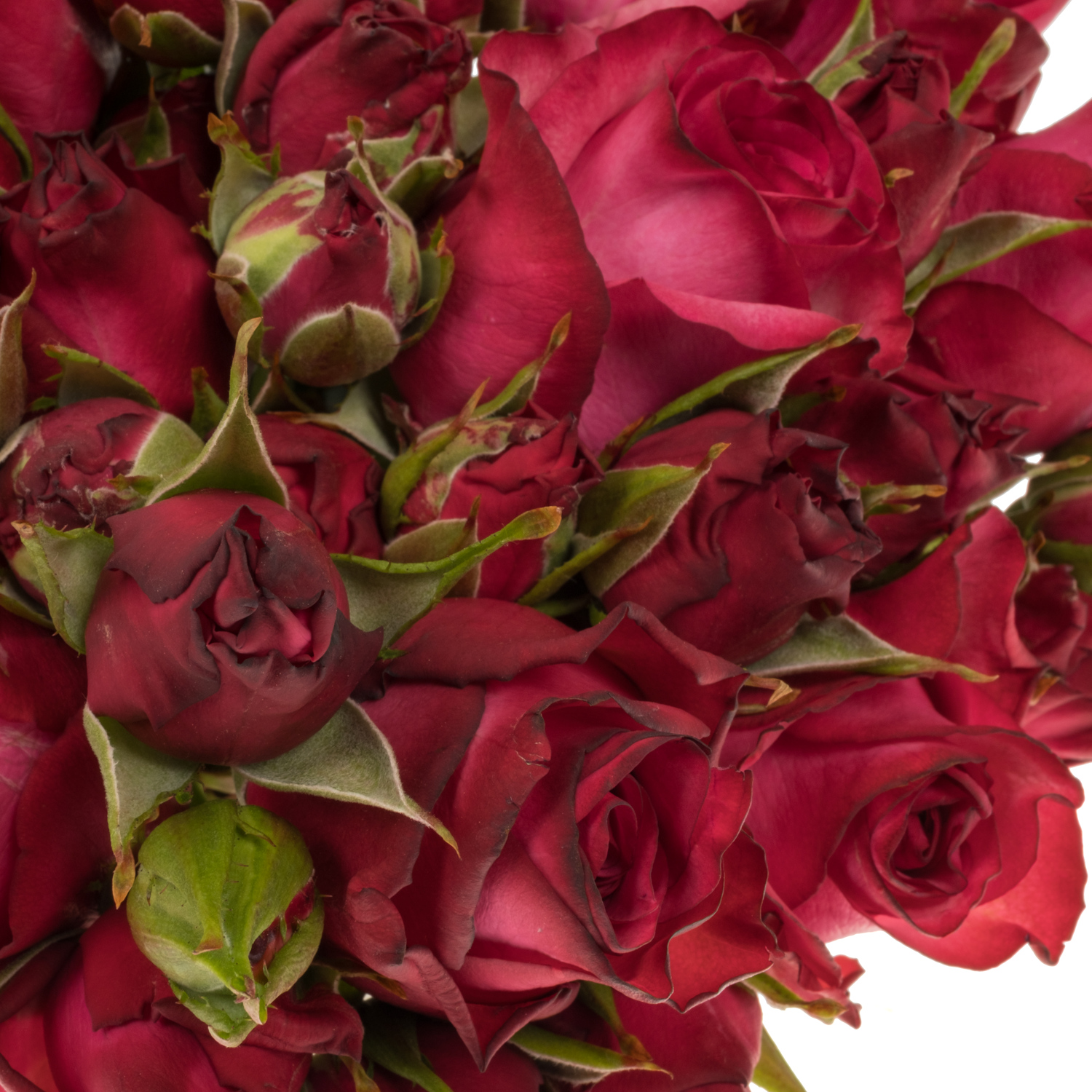 Rose verzweigt dunkel rosa/fuchsia Lola 40cm
