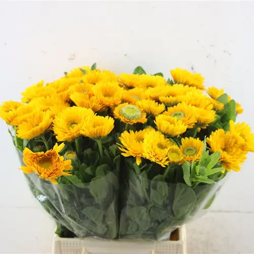 Calendula gelb 45cm x25