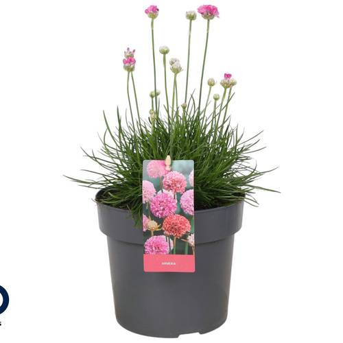 Armeria Maritima rosa Abbey Deep Rose T17 H030