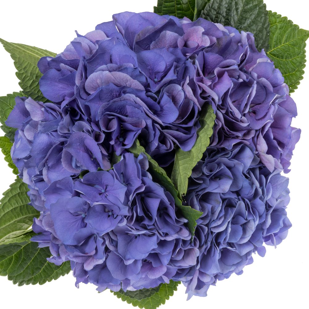 Hortensie violet My Delft Blue Bol 14cm 50cm