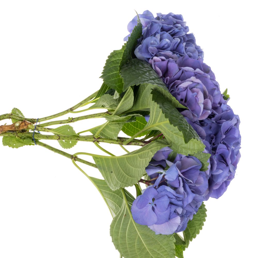 Hortensie violet My Delft Blue Bol 14cm 50cm