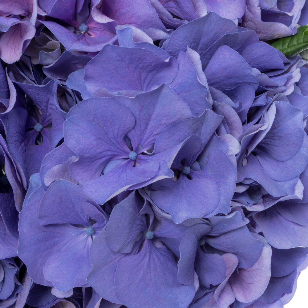 Hortensie violet My Delft Blue Bol 14cm 50cm