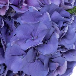 Hortensie violet My Delft Blue Bol 14cm 50cm