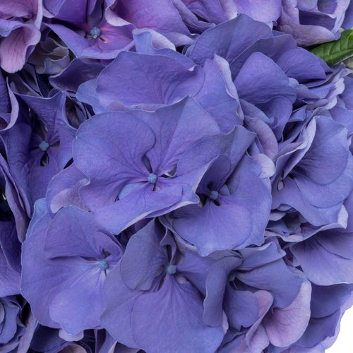 Hortensie violet My Delft Blue Bol 14cm 50cm