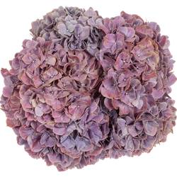 Hortensie milka Sweet Ruby Bol 15cm 50cm