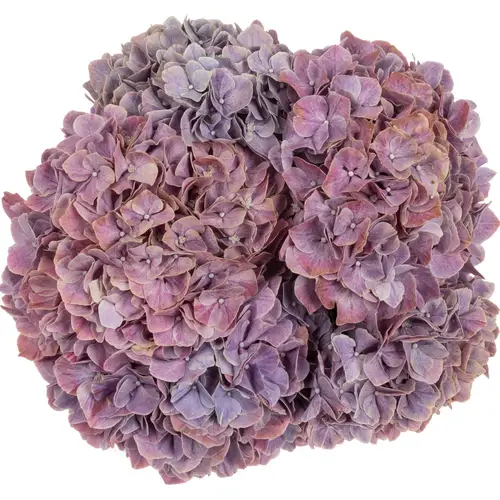 Hortensie milka Sweet Ruby Bol 15cm 50cm