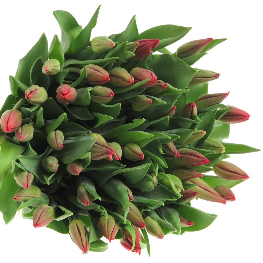 Tulpe rot Strong Fire 32 Gramm