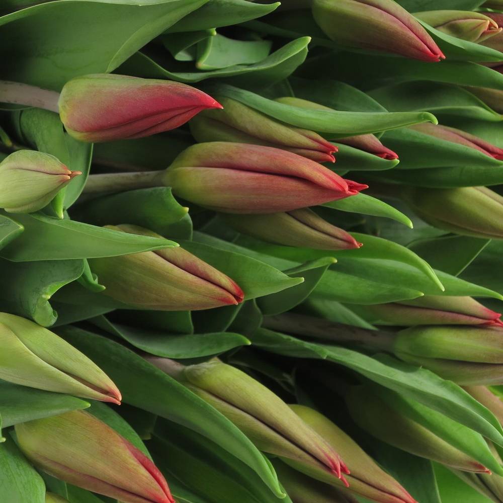 Tulpe rot Strong Fire 32 Gramm