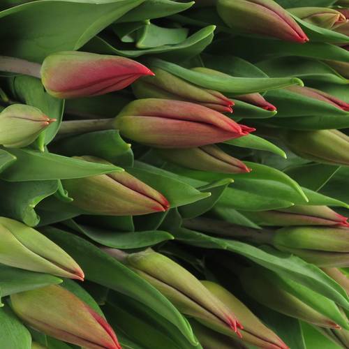 Tulpe rot Strong Fire 32 Gramm