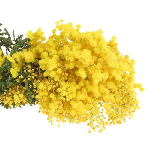 Mimosa gelb Club 60cm 200Gramm
