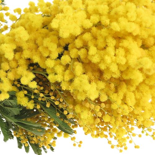 Mimosa gelb Club 60cm 200Gramm