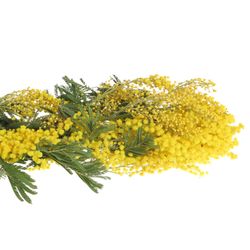 Mimosa gelb Club 60cm 200Gramm