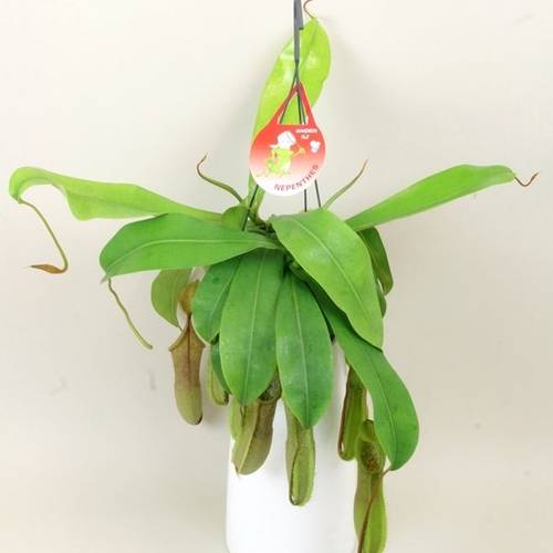 Nepenthes Louisa T15 H040