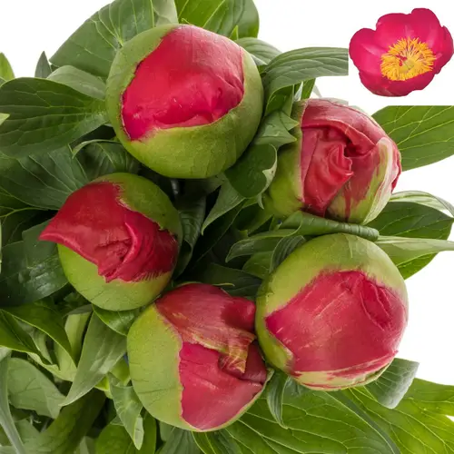Pfingstrose fuchsia cerise Flame 45cm