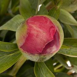 Pfingstrose fuchsia cerise Flame 45cm