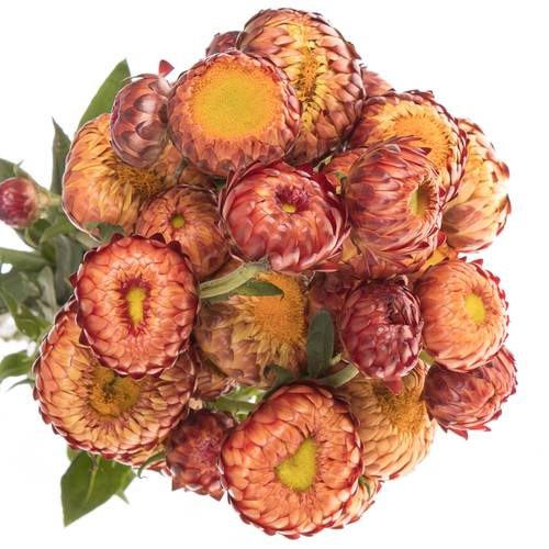 Helicrysum orange 60cm