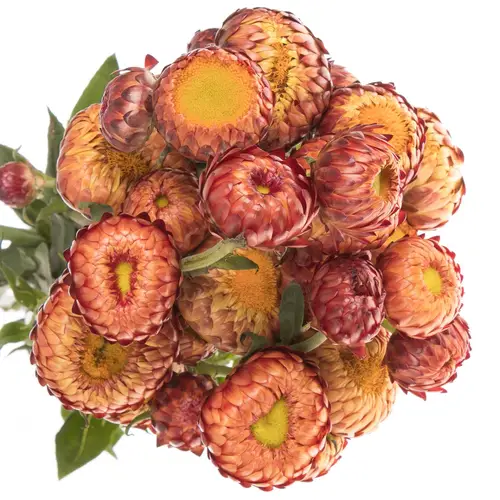 Helicrysum orange 60cm