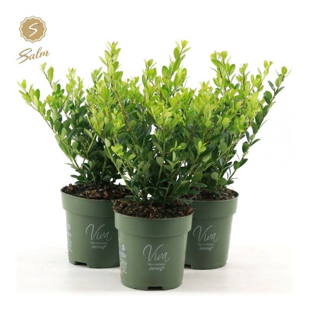 Ilex Crenata Jenny T10 H025