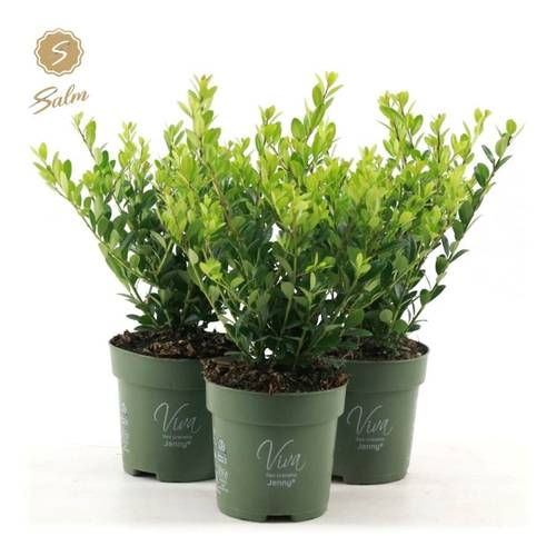 Ilex Crenata Jenny T10 H025