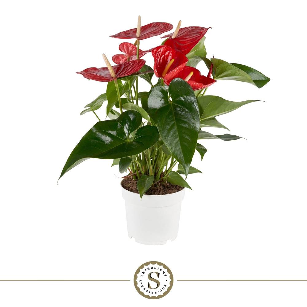 Anthurium rot T17 H060