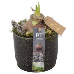 Amaryl.Arr PTACH5831 rote Bl. Weihnachten T12 H020