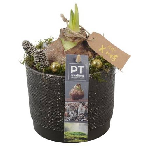 Amaryl.Arr PTACH5831 rote Bl. Weihnachten T12 H020