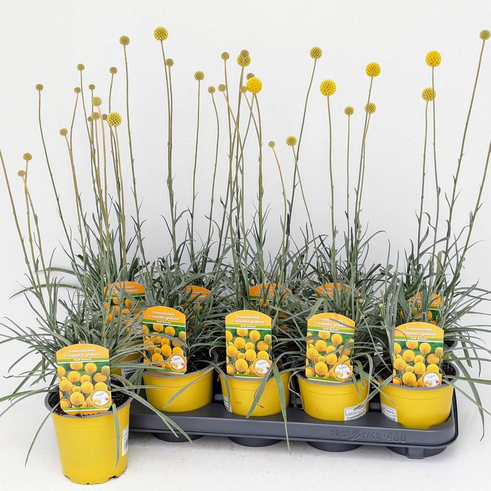 Craspedia globosa Golf Beauty Gul T13 H035