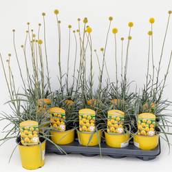 Craspedia globosa Golf Beauty Gul T13 H035