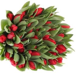 Tulpe rot Hotspot 36 Gramm