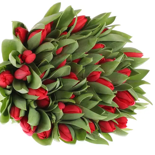 Tulpe rot Hotspot 36 Gramm
