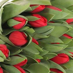 Tulpe rot Hotspot 36 Gramm