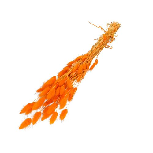 Trocken Lagurus hellorange L60cm