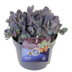Sedum Hybr. Red Canyon T17 H25