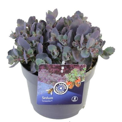 Sedum Hybr. Red Canyon T17 H25