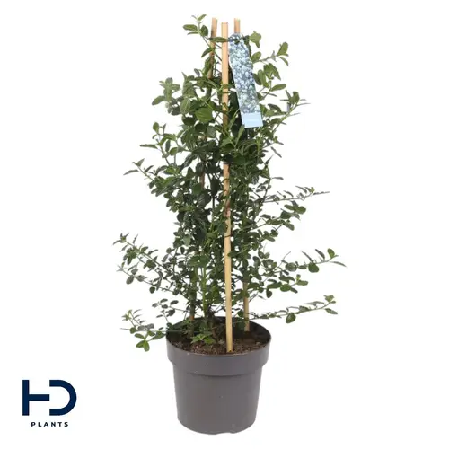 Ceanothus Repens blau Pyramide T17 H060