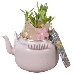 Narzis.Arr PTNP4444 Ostern T10 H018