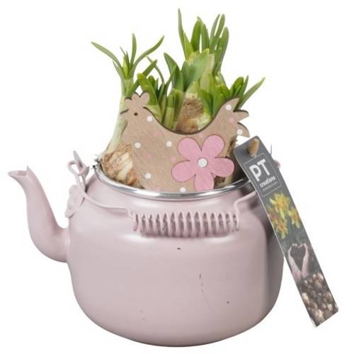 Narzis.Arr PTNP4444 Ostern T10 H018